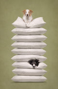 Prince and the Pea