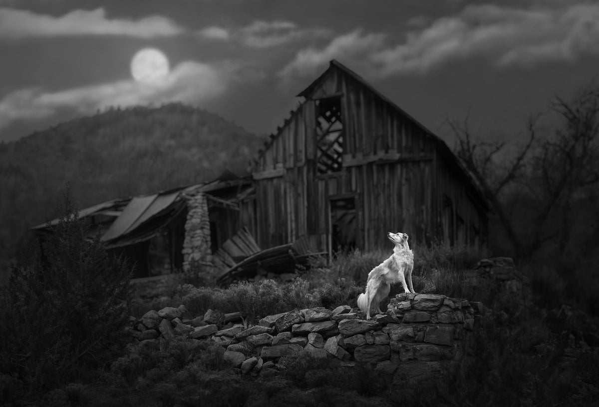 The Longing